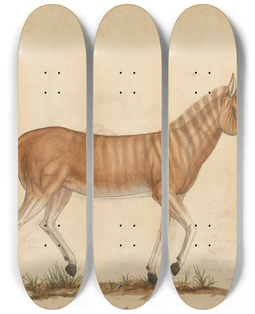 Triptych art skateboard deck of James Sowerby Quagga Zebra by James Sowerby (1757-1822)