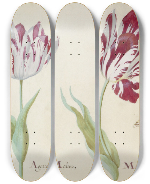 Triptych art skateboard deck of Jacob Marrel Twee Tulpen Met Vlinder_4 by Jacob Marrel (1613-1681)