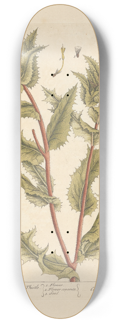 Elizabeth Blackwell - Carduus or the blessed thistle 8.25 inch art skate deck