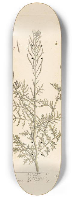 Elizabeth Blackwell - Flixweed 8.25 inch art skate deck