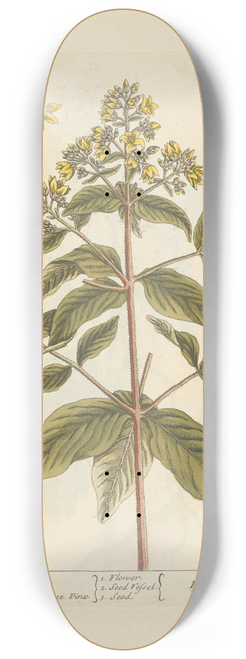 Elizabeth Blackwell - Loosestrife 8.25 inch art skate deck