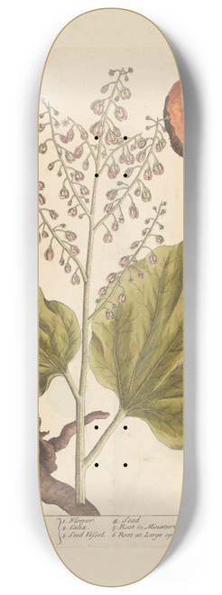 Elizabeth Blackwell - Rhapontic 8.25 inch art skate deck