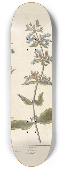 Elizabeth Blackwell - Sage 8.25 inch art skate deck