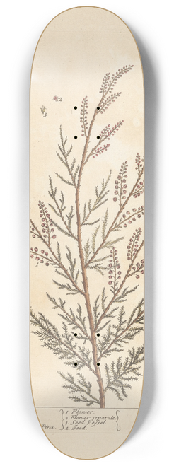 Elizabeth Blackwell - Tamarisk 8.25 inch art skate deck