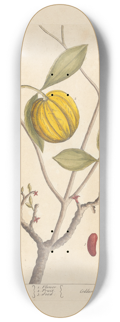Elizabeth Blackwell - The gombooge tree 8.25 inch art skate deck