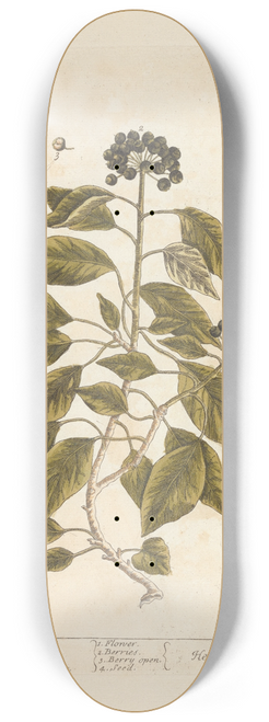Elizabeth Blackwell - The ivy tree 8.25 inch art skate deck
