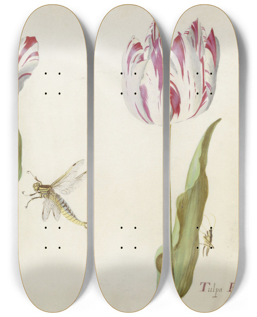 Triptych art skateboard deck of Jacob Marrel Twee Tulpen Met Waterjuffer En Sprinkhaan by Jacob Marrel (1613-1681)