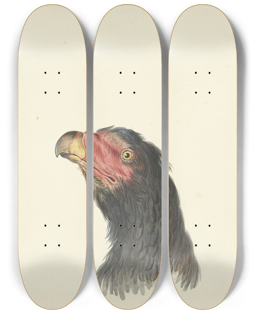 Triptych art skateboard deck of Circle Of Franois Levaillant Kop Van Een Gier by Circle Of Francois Levaillant (1753-1828)