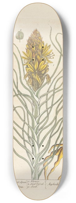 Elizabeth Blackwell - Yellow asphodel or kings spear 8.25 inch art skate deck