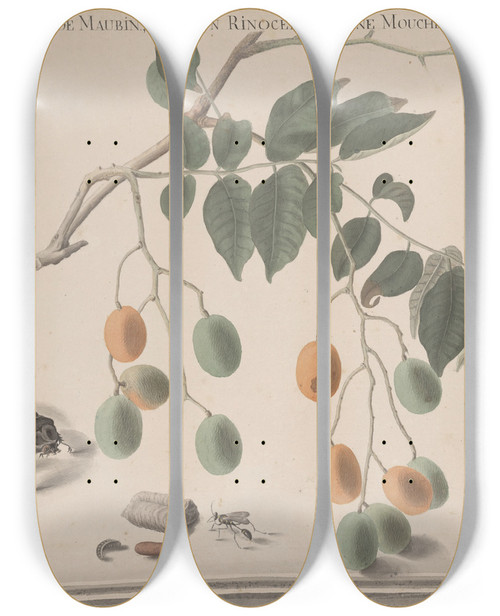 Triptych art skateboard deck of Ren De Rabi Natural History Of Saint Domingue Pl158 by Ren de Rabi (1700-1785)