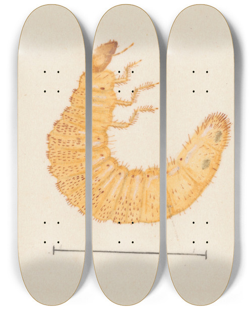 Triptych art skateboard deck of George Hudson Entomology Watercolour Pl022 by George Hudson (1867-1946)