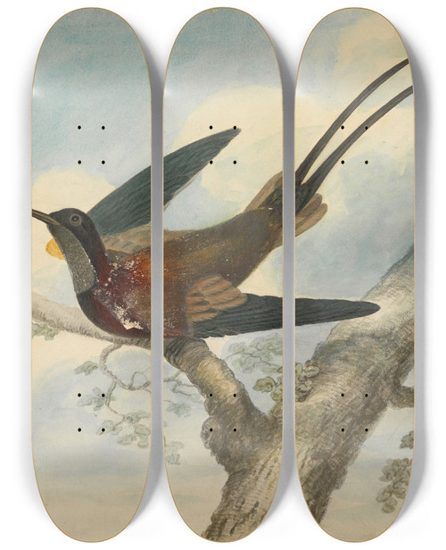 Triptych art skateboard deck of James Sowerby Bird Of Paradise_1 by James Sowerby (1757-1822)