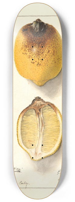 Ellen Isham Schutt - Citrus limon 8.25 inch art skate deck