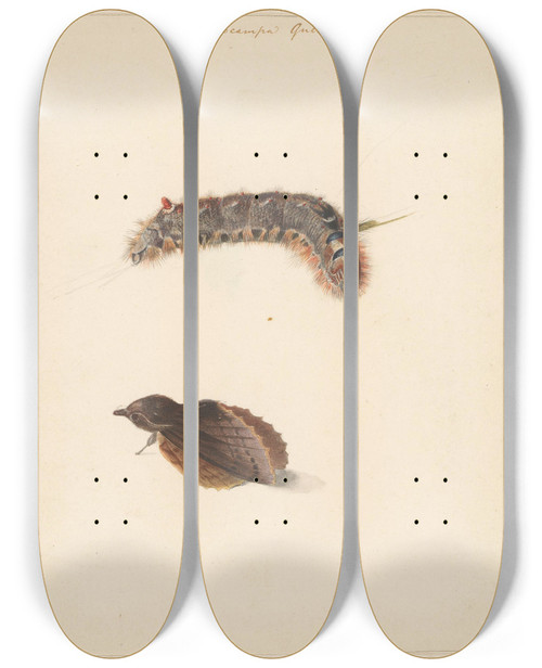 Triptych art skateboard deck of Albertus Steenbergen Studieblad Met Rups En Nachtvlinders Lasiocampa Quireifolia by Albertus Steenbergen (1814-1900)