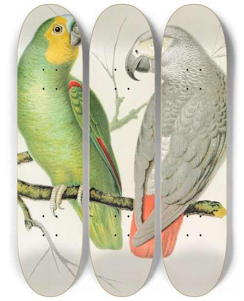 Triptych art skateboard deck of W A Blakston Amazon Parrot Grey Parrot by W A Blakston (19-)