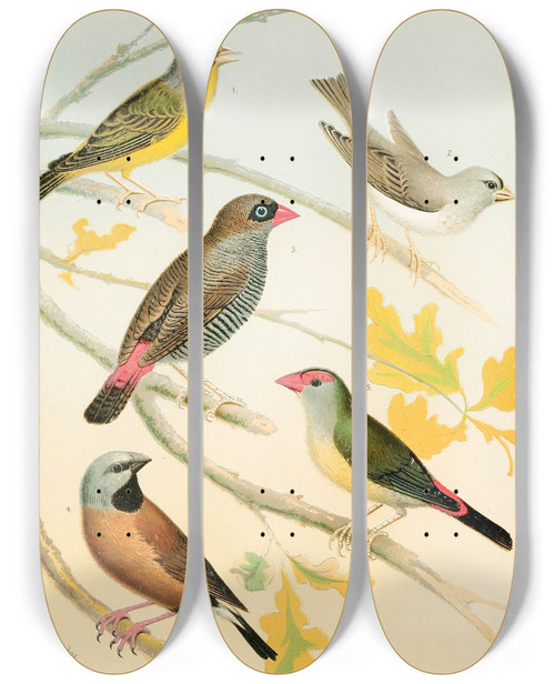 Triptych art skateboard deck of W A Blakston Finches And Australian Waxbill by W A Blakston (19-)