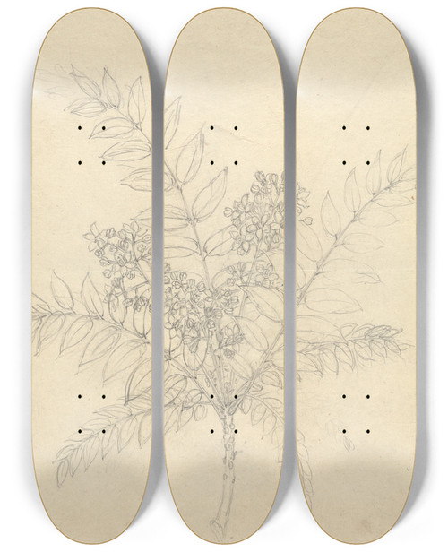 Triptych art skateboard deck of Luigi Balugani Clausena Anisata by Luigi Balugani (1737-1770)