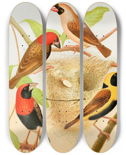 Triptych art skateboard deck of W A Blakston Weaver Birds by W A Blakston (19-)