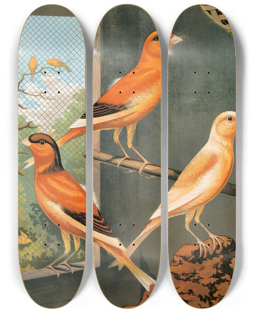Triptych art skateboard deck of W A Blakston Norwich Canariesvariegated Yellowclear Buff And Evenlymarked Yellow by W A Blakston (19-)