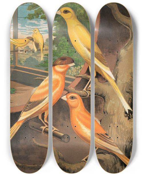 Triptych art skateboard deck of W A Blakston Cinnamon Canaries by W A Blakston (19-)