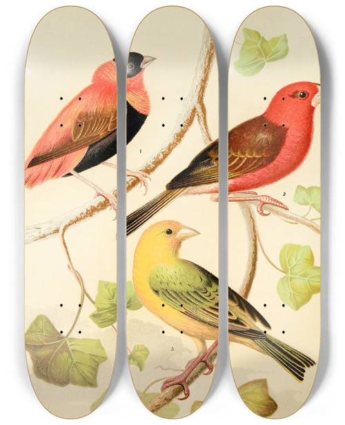 Triptych art skateboard deck of W A Blakston Weaversorange Bishop And Madagascar Saffron Flnch by W A Blakston (19-)