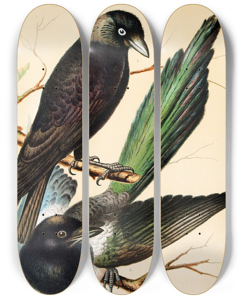 Triptych art skateboard deck of W A Blakston Jackdaw Magpie by W A Blakston (19-)