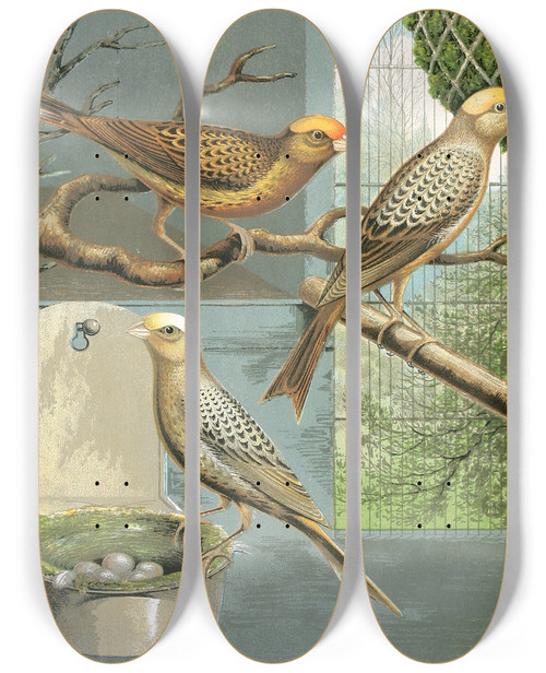 Triptych art skateboard deck of W A Blakston Lizard Canaries_1 by W A Blakston (19-)