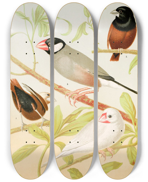 Triptych art skateboard deck of W A Blakston Java Sparrows Nuns by W A Blakston (19-)