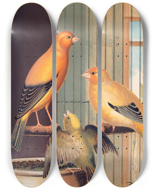 Triptych art skateboard deck of W A Blakston London Fancy Canaries_2 by W A Blakston (19-)