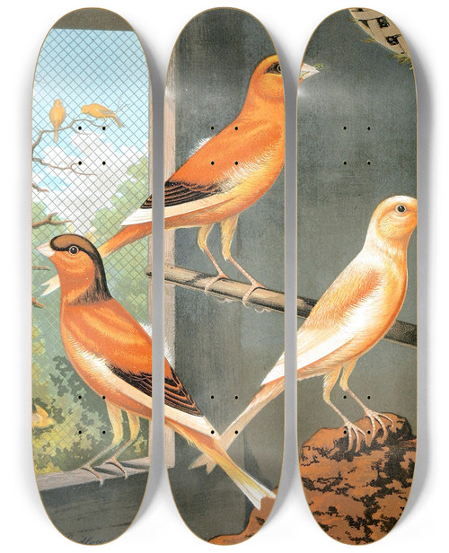 Triptych art skateboard deck of W A Blakston Norwich Canaries_1 by W A Blakston (19-)