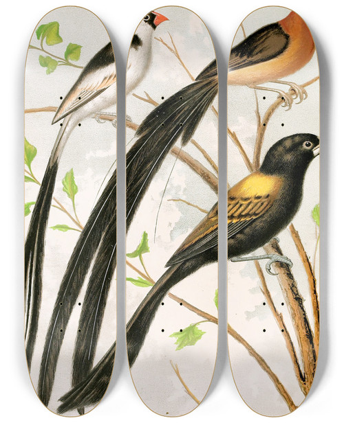 Triptych art skateboard deck of W A Blakston Wydah Birds by W A Blakston (19-)
