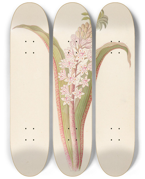 Triptych art skateboard deck of Clemenz Heinrich Wehdemann Eucomis Punctata Eucomis Autumnalis by Clemenz Heinrich Wehdemann (1762-1835)