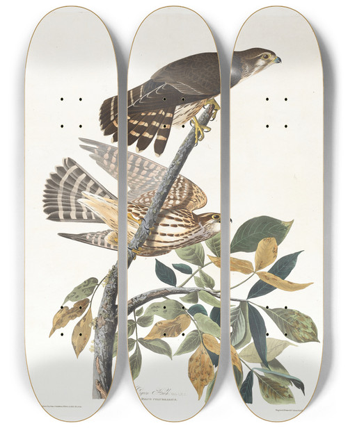 Triptych art skateboard deck of John James Audubon Pigeon Hawk by John James Audubon (1785-1851)