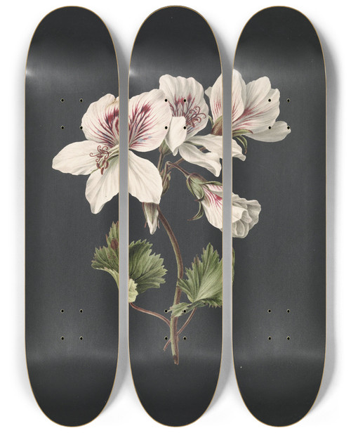 Triptych art skateboard deck of M De Gijselaar Pelargonium Album Bicolor by M. de Gijselaar (19-)