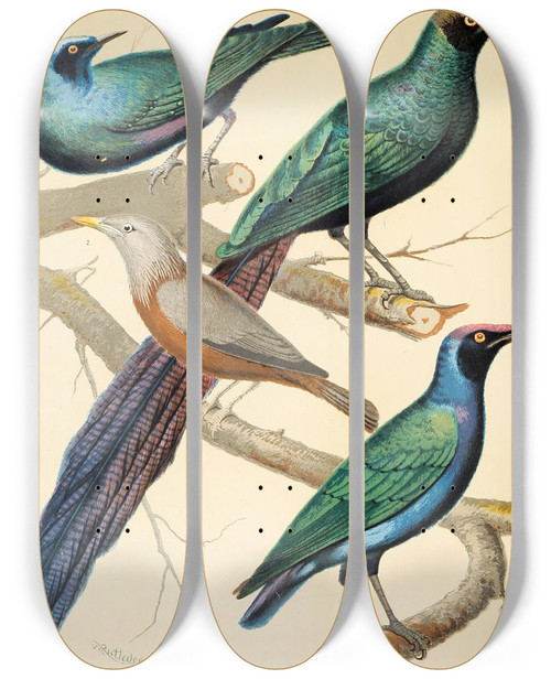 Triptych art skateboard deck of W A Blakston Glossy Starlings Malabar Mynah by W A Blakston (19-)