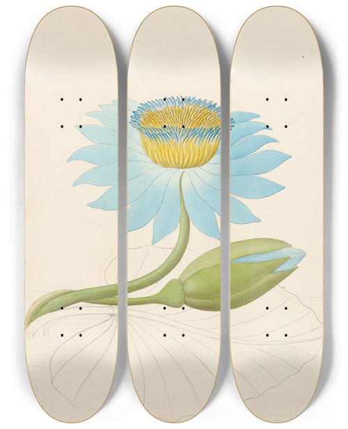 Triptych art skateboard deck of Clemenz Heinrich Wehdemann Nymphaea Coerulea Nymphaea Nouchali by Clemenz Heinrich Wehdemann (1762-1835)