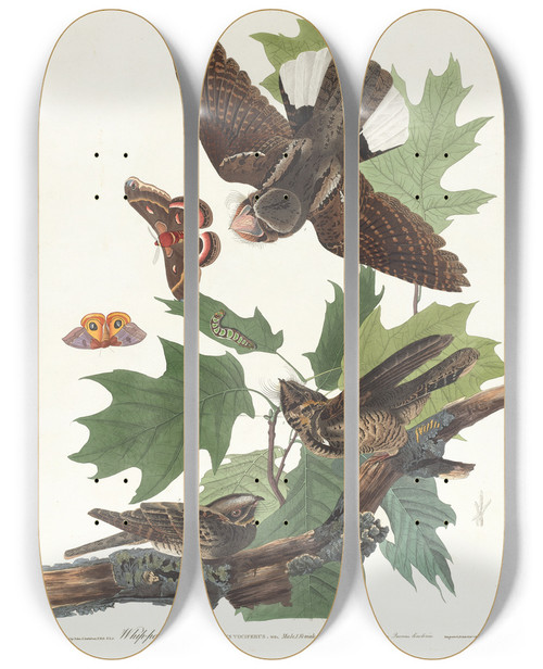 Triptych art skateboard deck of John James Audubon Whippoorwill by John James Audubon (1785-1851)
