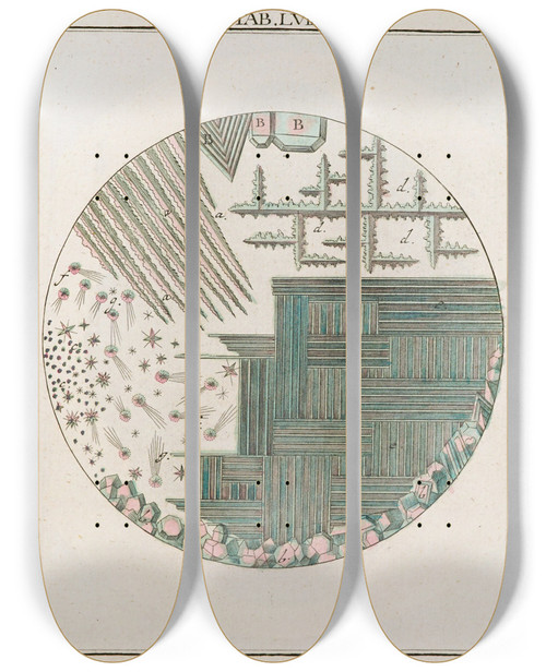 Triptych art skateboard deck of Martin Frobenius Ledermuller Amusement Microscopique Tant Pour Lesprit Que Pour Les Yeux Pl058 by Martin Frobenius Ledermu%Cc%88Ller (1719-1769)