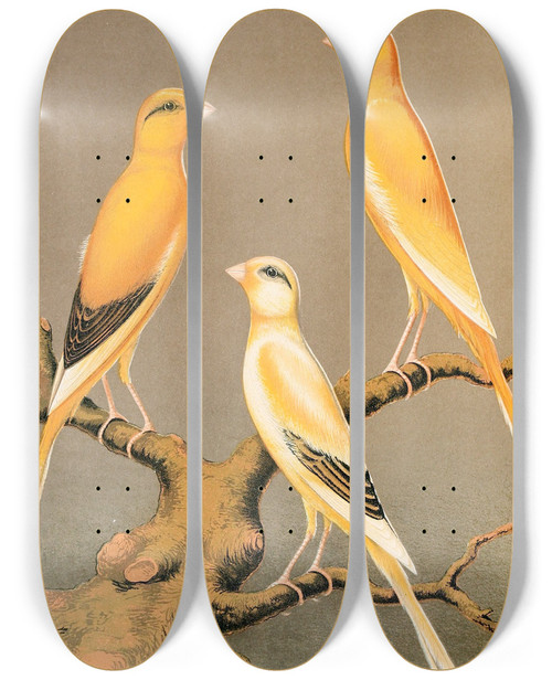 Triptych art skateboard deck of W A Blakston Yorkshire Canariesevenly Marked Yellow And Buff Clear Yellow by W A Blakston (19-)