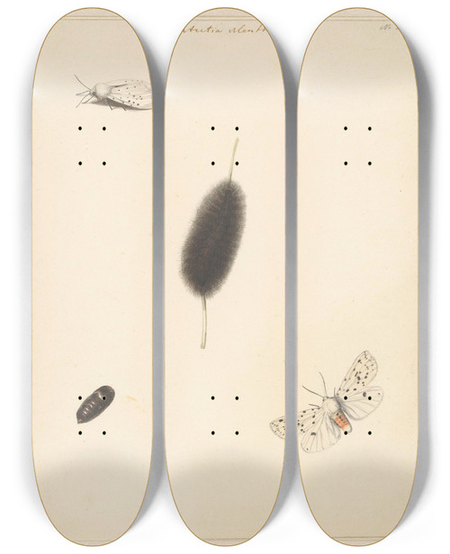 Triptych art skateboard deck of Albertus Steenbergen Studieblad Met Rups Cocon En Nachtvlinder Met Uitgespreide Vleugels Van De Aretia Menthastri by Albertus Steenbergen (1814-1900)