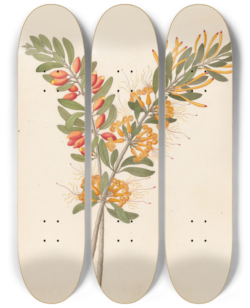 Triptych art skateboard deck of Clemenz Heinrich Wehdemann Loranthus N Sp Moquiniella Rubra by Clemenz Heinrich Wehdemann (1762-1835)