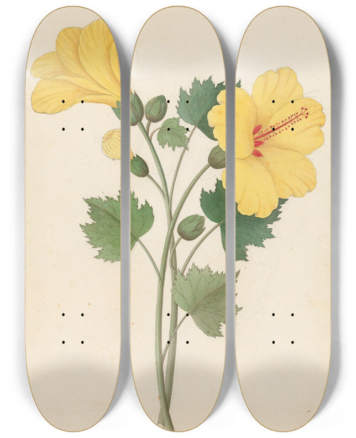 Triptych art skateboard deck of Clemenz Heinrich Wehdemann Hibiscus Hibiscus Calyphyllus by Clemenz Heinrich Wehdemann (1762-1835)