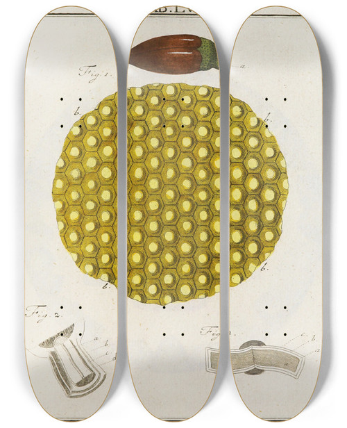 Triptych art skateboard deck of Martin Frobenius Ledermuller Amusement Microscopique Tant Pour Lesprit Que Pour Les Yeux Pl056 by Martin Frobenius Ledermu%Cc%88Ller (1719-1769)