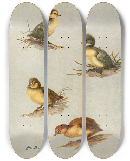 Triptych art skateboard deck of Allan Brooks Downy Young Of Whiteeyed Duck Tufted Duck Scaup Duck Lesser Scaup Duck by Allan Brooks (1869-1946)