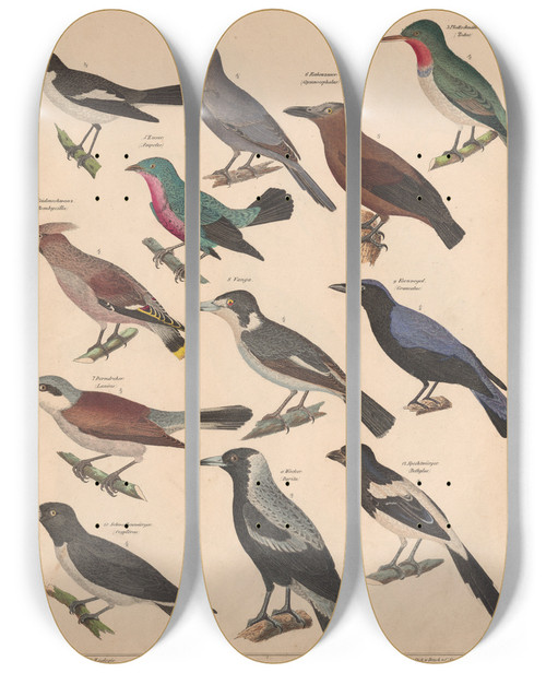 Triptych art skateboard deck of Lorenz Oken Allgemeine Naturgeschichte Fur Alle Stande Pl069 by Lorenz Oken (1779-1851)