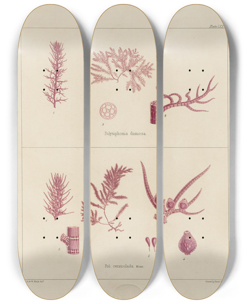 Triptych art skateboard deck of Walter Hood Fitch Cryptogamic Botany Of The Antarctic Voyage Of Hm Discovery Ships Erebus And Terror In The Years 1839 Pl19 by Walter Hood Fitch (1817-1892)