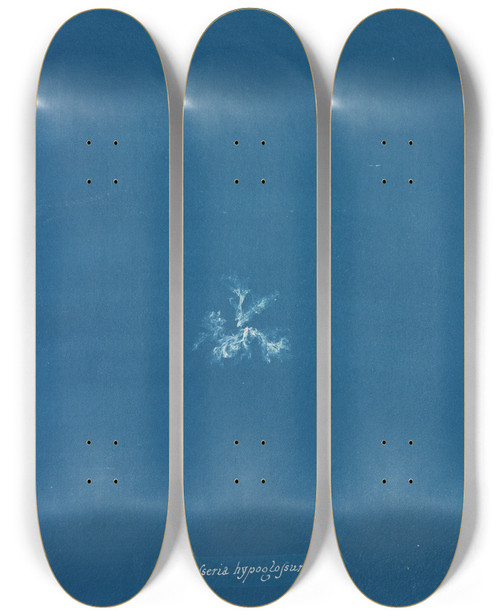 Triptych art skateboard deck of Anna Atkins Delesseria Hypoglossum_2 by Anna Atkins (1799-1871)