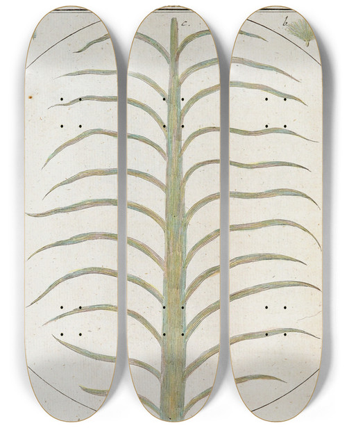 Triptych art skateboard deck of Martin Frobenius Ledermuller Amusement Microscopique Tant Pour Lesprit Que Pour Les Yeux Pl090 by Martin Frobenius Ledermu%Cc%88Ller (1719-1769)