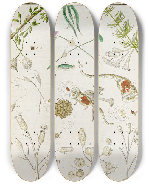 Triptych art skateboard deck of Martin Frobenius Ledermuller Amusement Microscopique Tant Pour Lesprit Que Pour Les Yeux Pl088 by Martin Frobenius Ledermu%Cc%88Ller (1719-1769)