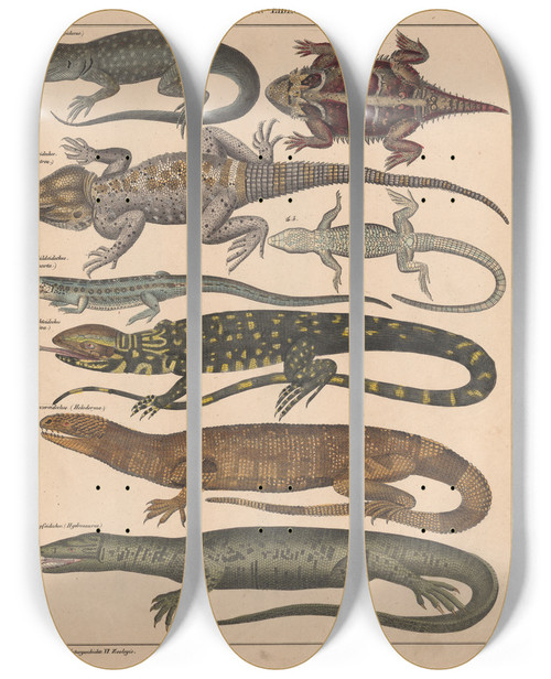 Triptych art skateboard deck of Lorenz Oken Allgemeine Naturgeschichte Fur Alle Stande Pl062 by Lorenz Oken (1779-1851)